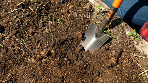 Detailní záběr vykopávek v zemi se zahradním rýčem. Pěstování půdy pro výsadbu zeleniny na záhonu s lopatou. Použití zahradnických nástrojů. — Stock fotografie