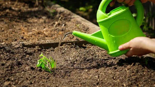 Innaffiatura piccoli germogli vegetali piantati nel terreno. Prendersi cura, coltivare e piantare verdure biologiche a casa — Foto Stock