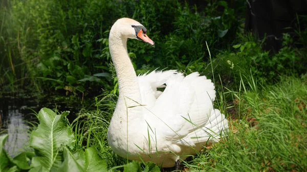 Close-up van de prachtige mannelijke witte zwaan op de oever van de rivier op zonnige dag — Stockfoto