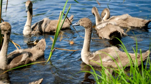 Foto primo piano di piccoli cigni grigi che nuotano nello stagno e mangiano erba — Foto Stock