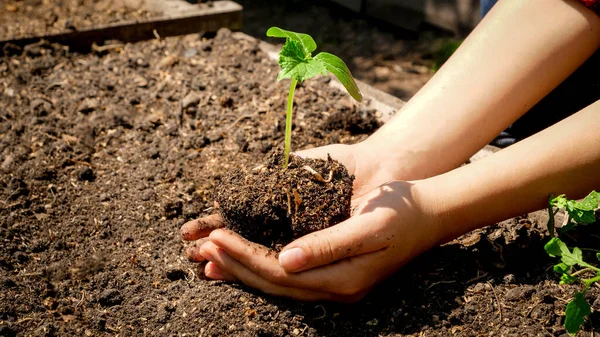 Close-up van vrouwelijke handen houden en tillen kleine grenen spruit groeien in vruchtbare grond. Begrip groei, milieubescherming en biologische aanplant op landbouwbedrijven — Stockfoto