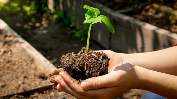 Vrouwelijke boer die vruchtbare grond en groene biologische plant zaailing in handen. Begrip groei, milieubescherming en biologische aanplant op landbouwbedrijven — Stockfoto