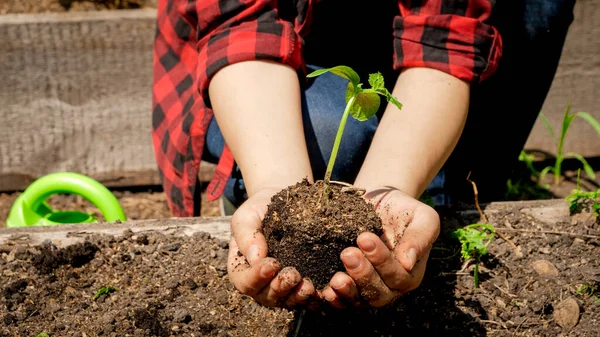 Agricultor sosteniendo brote de planta verde fresca en las manos y levantándola. — Foto de Stock