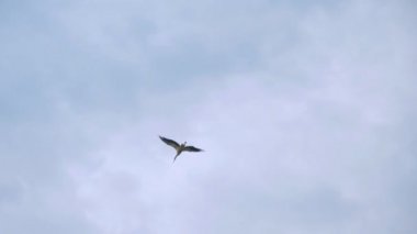 Gökyüzünde uçan güzel leyleğin yavaş hareketi. Vahşi doğada uçan kuş