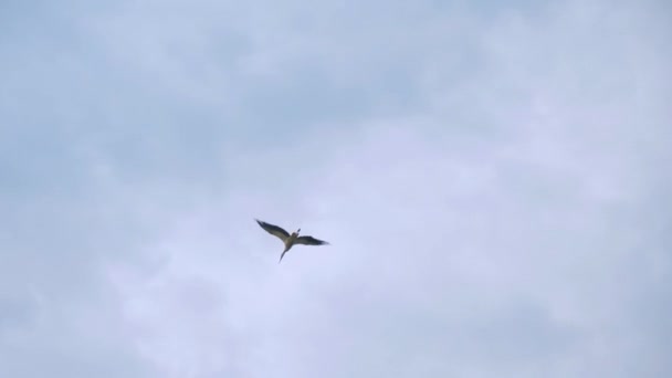 Movimiento lento de hermosa cigüeña volando alto en el cielo. Pájaro volando en vida silvestre — Vídeos de Stock