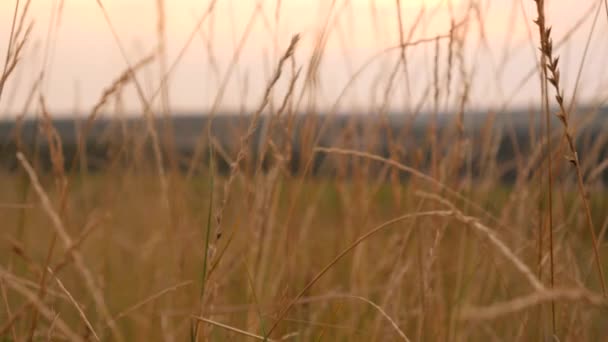 Gros plan de se déplacer à travers l'herbe sur le champ vers le soleil couchant — Video