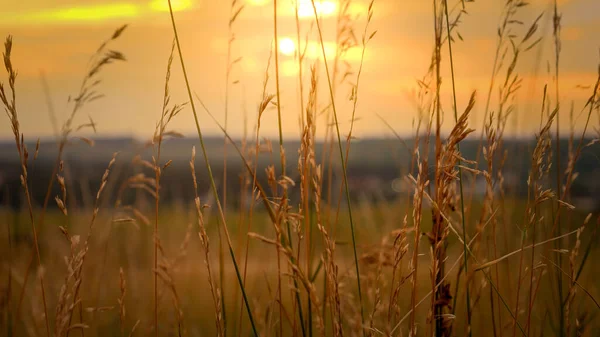 Tranquil landscape of sunset sun shining through high grass on field and waving under wind — Stock Photo, Image