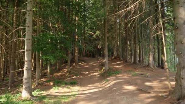 在狭窄的小径上，缓缓飞过高山松树林的镜头 — 图库视频影像