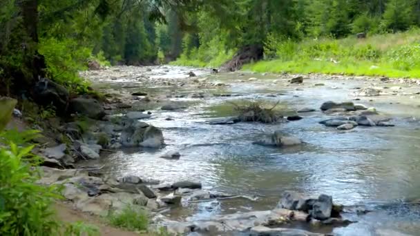 Vacker utsikt över den lugna vattendrag eller flod som rinner genom fjälltallskog på sommaren — Stockvideo