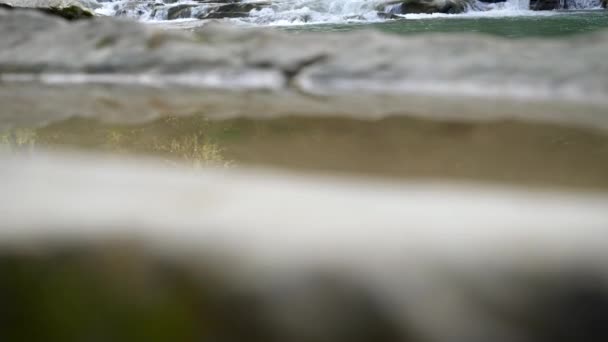 Revealing shot of beautiful mountain river in the pine forest — Stock Video