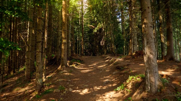 Длинная узкая тропа через сосновый лес на вершине горы — стоковое фото