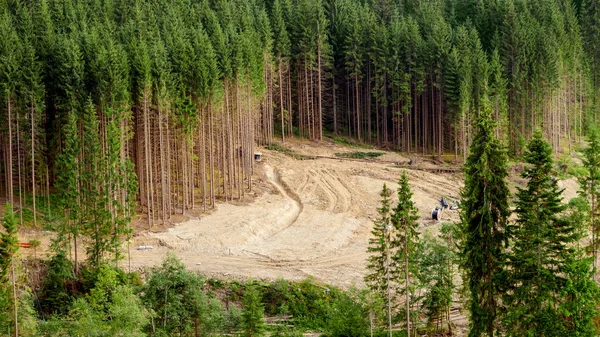 Aerial shot of deforestation and cutting out pine tree forest in mountains. Ecological disaster in Carpathians, Ukraine — Stock Photo, Image