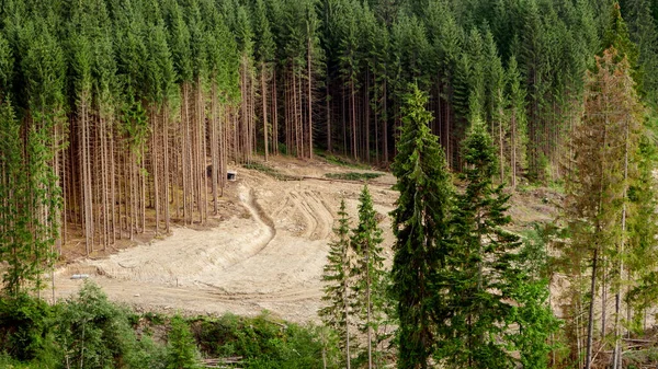 Maquinaria pesada trabajando y cortando el bosque de pinos en las montañas. Desastre ecológico en los Cárpatos, Ucrania —  Fotos de Stock