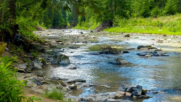 Pemandangan indah di aliran air yang tenang atau sungai yang mengalir melalui hutan pinus pegunungan pada musim panas — Stok Foto