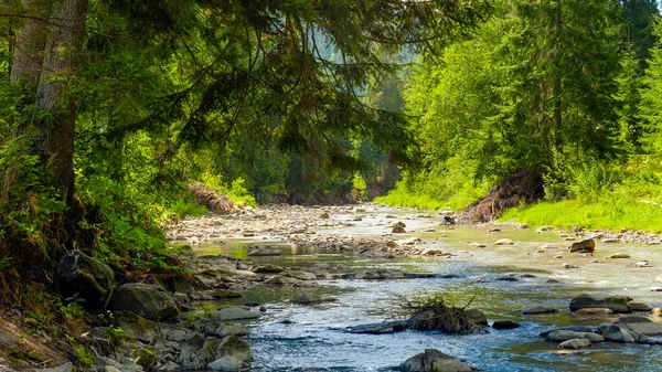 Schöner Kiefernwald und ruhiger Fluss in den Hochgebirgen Europas — Stockfoto