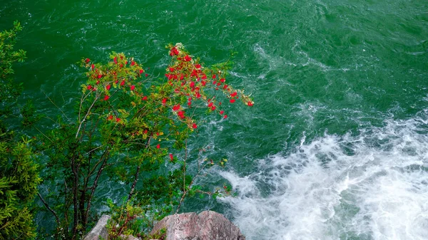 Vista superior del árbol que crece junto al arroyo de cascada que cae y fluye en el tranquilo lago de montaña con agua verde clara —  Fotos de Stock