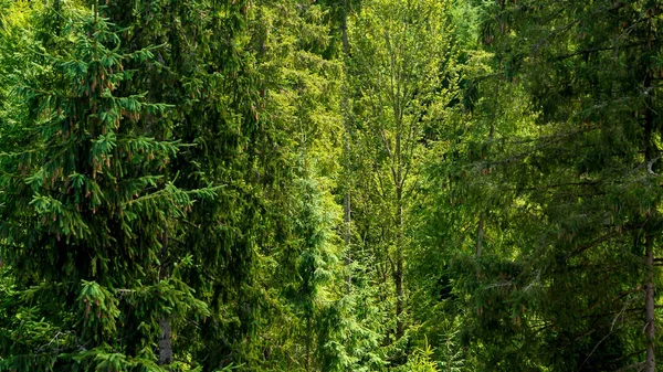 Γαλήνια θέα των ψηλών δέντρων στο παλιό δάσος που ταλαντεύεται αργά κάτω από τον άνεμο στα βουνά — Φωτογραφία Αρχείου
