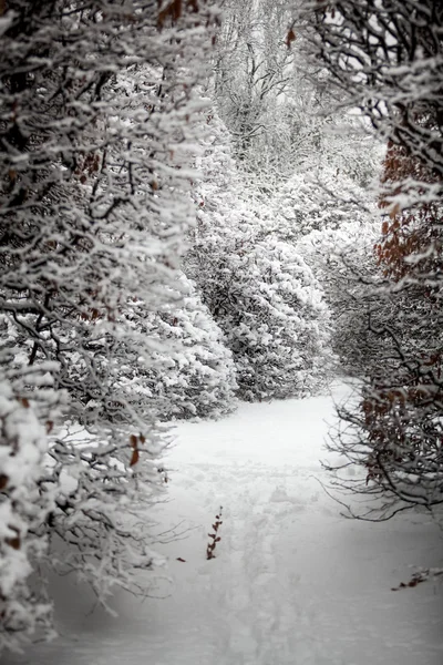 Caminho entre arbustos altos na floresta coberta de neve — Fotografia de Stock