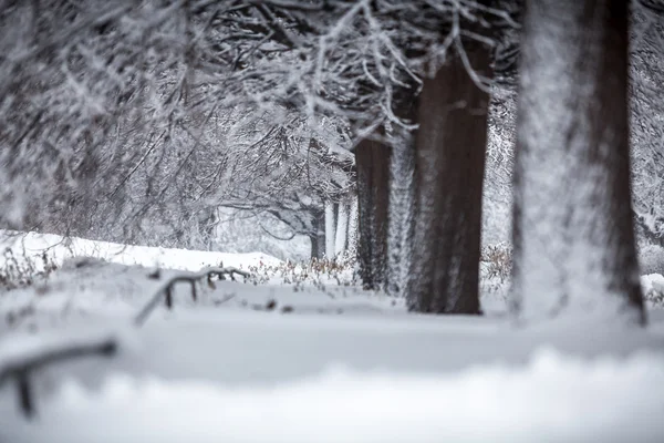 Χειμώνας δάσος στη χιονοθύελλα — Φωτογραφία Αρχείου