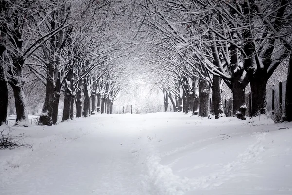 Όμορφο δρόμο στο winter park — Φωτογραφία Αρχείου
