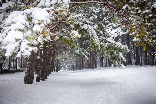 Τοπίο με δρόμο χειμώνα στο δάσος — Φωτογραφία Αρχείου