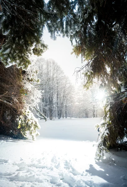 Landskap av solig dag på vintern fir forest — Stockfoto