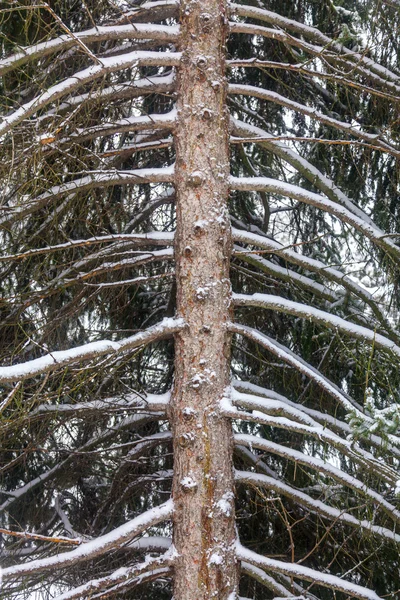 Tronco de abeto cubierto de nieve —  Fotos de Stock