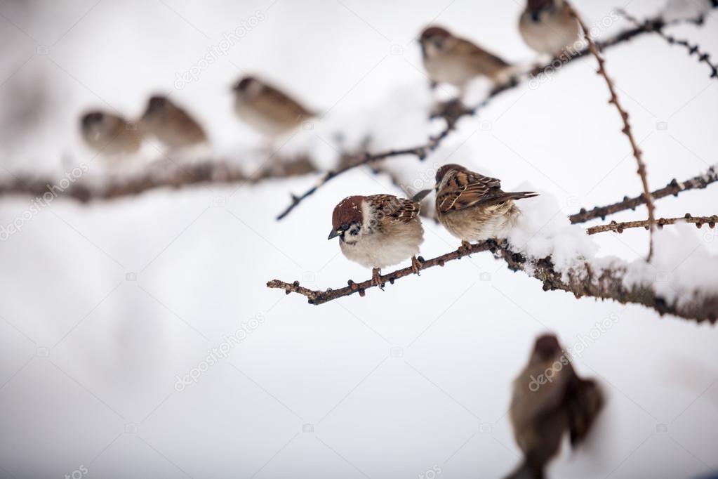sparrows sitting on branch at snowy day
