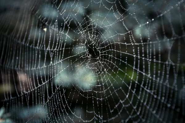 Tela de araña grande cubierta con gotas — Foto de Stock