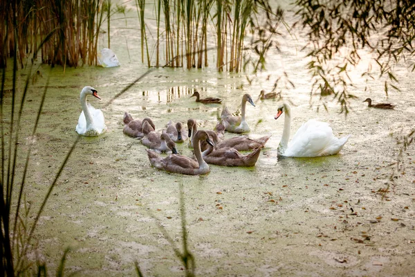 Dos cisnes adultos nadando con polluelos en el lago por la noche —  Fotos de Stock