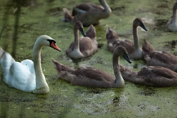 Familie van zwanen zwemmen op vijver bij avond — Stockfoto