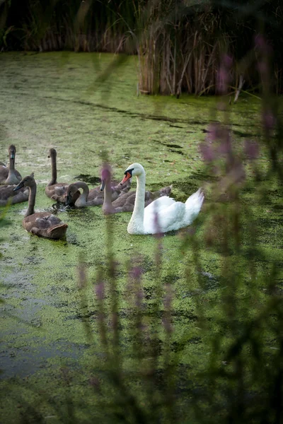 Foto de cisne branco no lago com cygnets — Fotografia de Stock