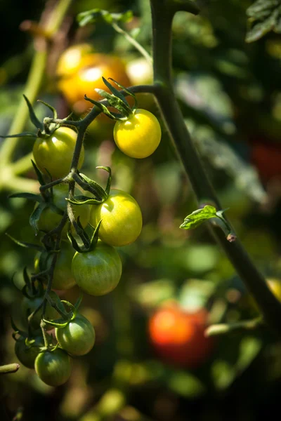 Photo of tomatoes ripening on garden bed at sunny day — Stock Photo, Image