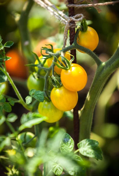 Yellow tomatoes growing on garden bed at sunny day — Stock Photo, Image