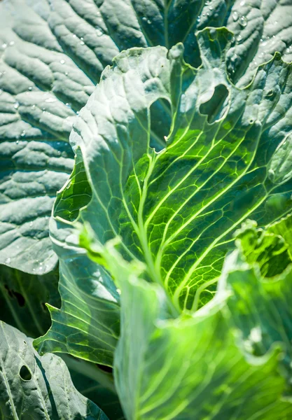 Texture of fresh cabbage showing through sun on garden bed — Stock Photo, Image