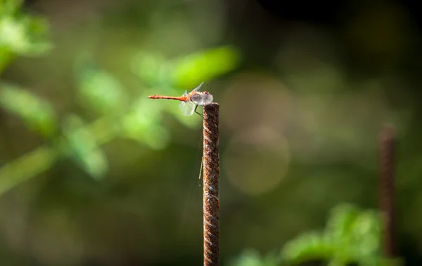 Dragonfly που κάθεται στο υποκατάστημα στην ηλιόλουστη μέρα στον κήπο — Φωτογραφία Αρχείου