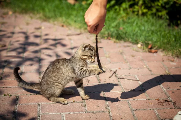 Gatinho brincando com pena no quintal no dia ensolarado — Fotografia de Stock