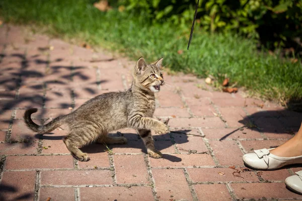 Lindo gatito en jardín en día soleado — Foto de Stock