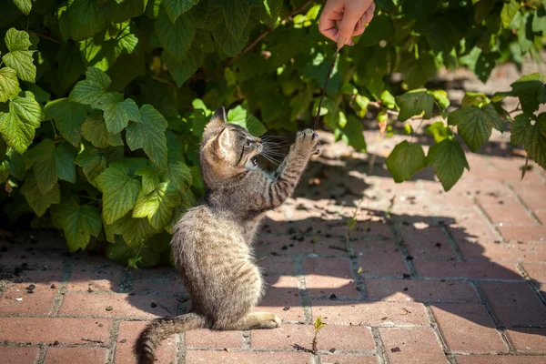 Котенок играет с пером во дворе — стоковое фото