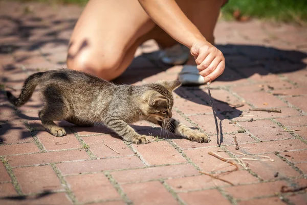 Menina brincando com gatinho ao ar livre — Fotografia de Stock