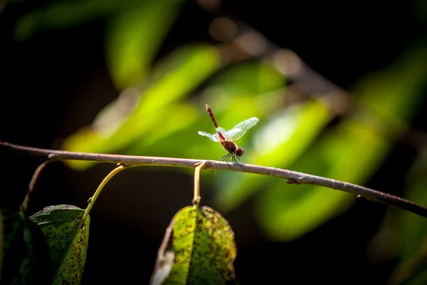 Bela libélula sentado no ramo na floresta — Fotografia de Stock