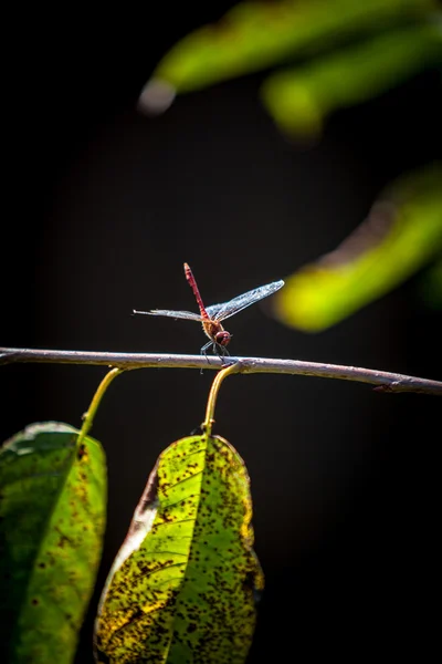Blue dragonfly sitting on tree — Stock Photo, Image