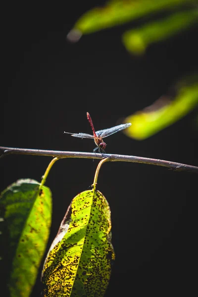 Plan de belle libellule assise sur la feuille d'arbre — Photo