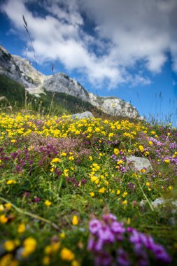 Lovcen dağın Piedmont'a under çiçek peyzaj