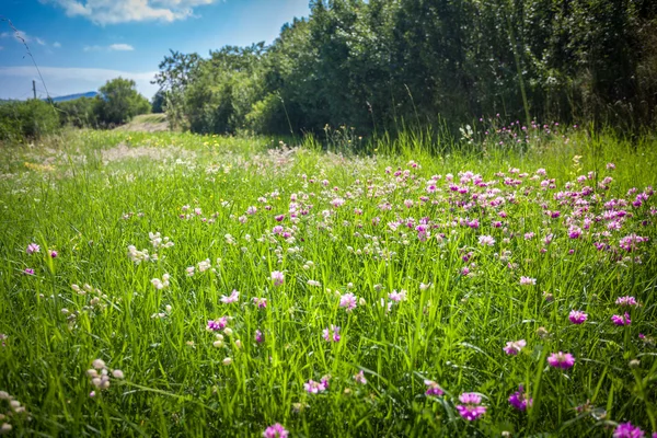 Campo con un sacco di fiori circondato da alberi — Foto Stock