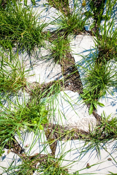 Grass growing through white granite rocks — Stock Photo, Image