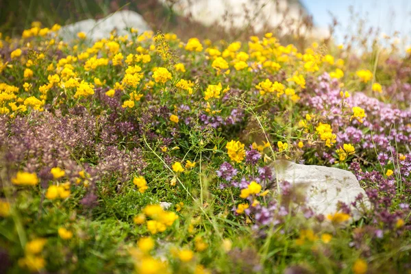 Yüksek dağda taze renkli çiçekleri — Stok fotoğraf