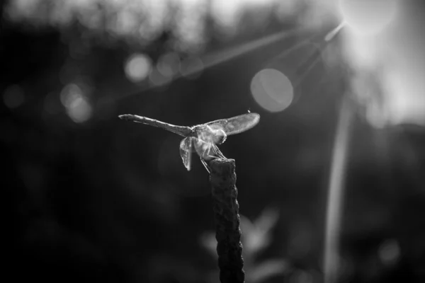 Black and white shot of dragonfly sitting on branch. — Stock Photo, Image