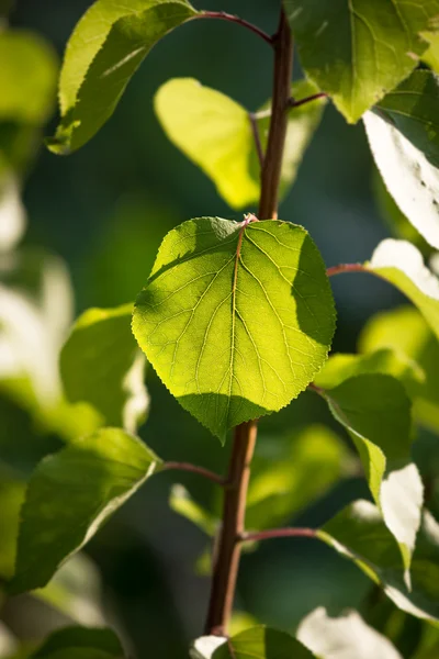 Čerstvý zelený list podsvícení na větvi — Stock fotografie