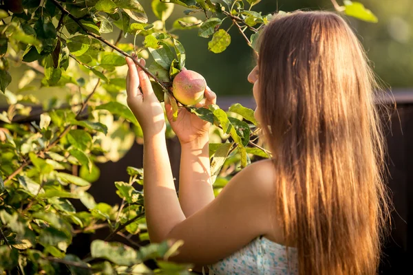 Giovane donna raccogliendo mela dal ramo dell'albero — Foto Stock